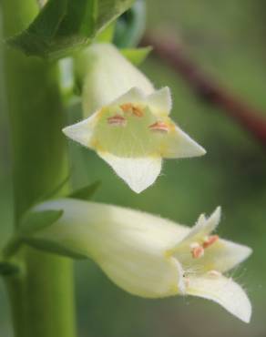 Fotografia 10 da espécie Digitalis lutea no Jardim Botânico UTAD