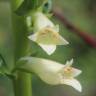 Fotografia 10 da espécie Digitalis lutea do Jardim Botânico UTAD