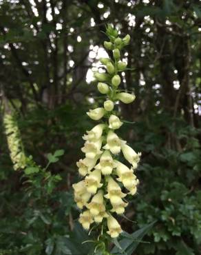 Fotografia 11 da espécie Digitalis lutea no Jardim Botânico UTAD