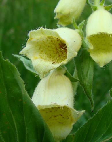 Fotografia de capa Digitalis lutea - do Jardim Botânico