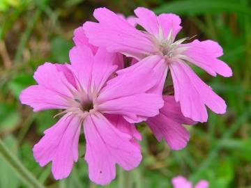 Fotografia da espécie Silene flos-jovis