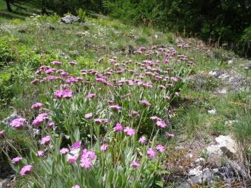 Fotografia da espécie Silene flos-jovis