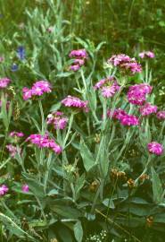 Fotografia da espécie Silene flos-jovis