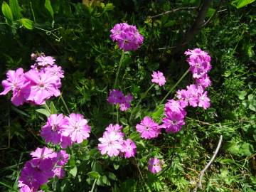 Fotografia da espécie Silene flos-jovis