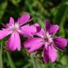 Fotografia 7 da espécie Silene flos-jovis do Jardim Botânico UTAD