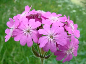 Fotografia da espécie Silene flos-jovis