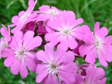 Fotografia da espécie Silene flos-jovis