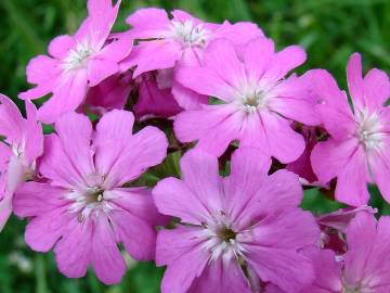 Fotografia da espécie Silene flos-jovis