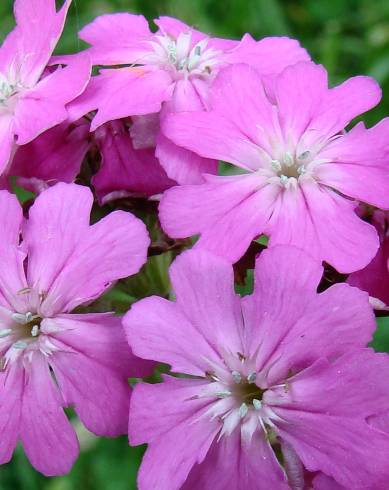 Fotografia de capa Silene flos-jovis - do Jardim Botânico