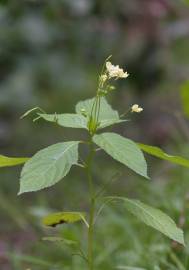 Fotografia da espécie Impatiens parviflora
