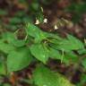 Fotografia 7 da espécie Impatiens parviflora do Jardim Botânico UTAD