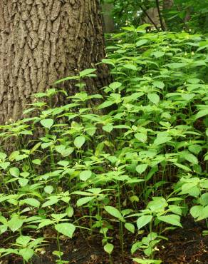 Fotografia 9 da espécie Impatiens parviflora no Jardim Botânico UTAD