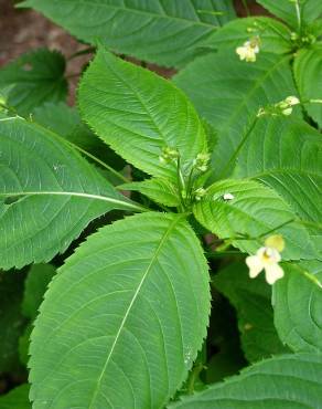 Fotografia 10 da espécie Impatiens parviflora no Jardim Botânico UTAD