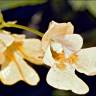 Fotografia 14 da espécie Impatiens parviflora do Jardim Botânico UTAD