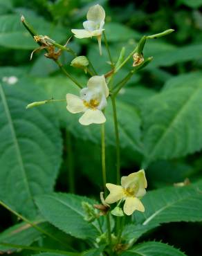 Fotografia 16 da espécie Impatiens parviflora no Jardim Botânico UTAD