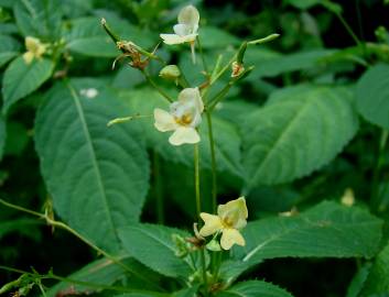 Fotografia da espécie Impatiens parviflora
