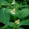 Fotografia 16 da espécie Impatiens parviflora do Jardim Botânico UTAD