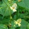 Fotografia 17 da espécie Impatiens parviflora do Jardim Botânico UTAD