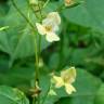 Fotografia 17 da espécie Impatiens parviflora do Jardim Botânico UTAD