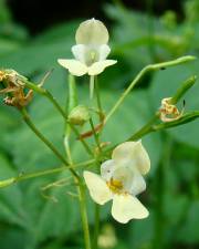 Fotografia da espécie Impatiens parviflora