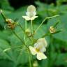 Fotografia 1 da espécie Impatiens parviflora do Jardim Botânico UTAD