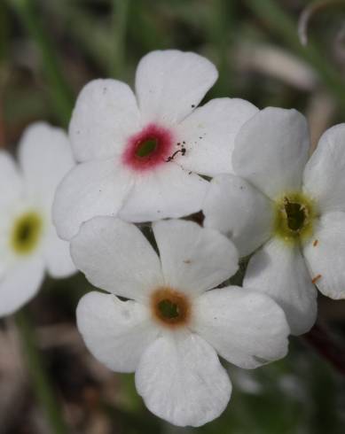 Fotografia de capa Androsace villosa - do Jardim Botânico