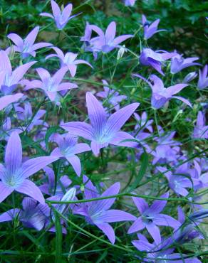 Fotografia 1 da espécie Campanula patula no Jardim Botânico UTAD