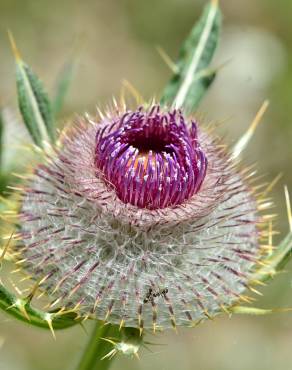 Fotografia 3 da espécie Cirsium eriophorum no Jardim Botânico UTAD
