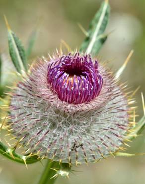 Fotografia 3 da espécie Cirsium eriophorum no Jardim Botânico UTAD