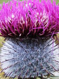 Fotografia da espécie Cirsium eriophorum