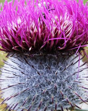 Fotografia 4 da espécie Cirsium eriophorum no Jardim Botânico UTAD