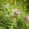 Fotografia 6 da espécie Cirsium eriophorum do Jardim Botânico UTAD