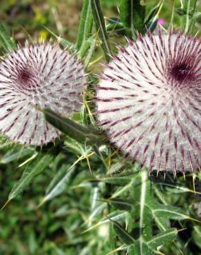 Fotografia 8 da espécie Cirsium eriophorum no Jardim Botânico UTAD