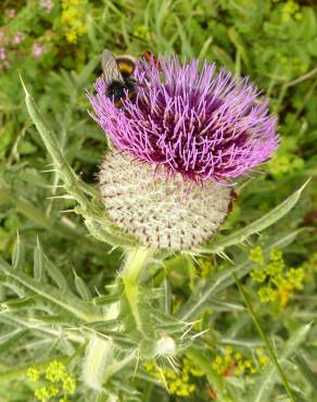 Fotografia 9 da espécie Cirsium eriophorum no Jardim Botânico UTAD