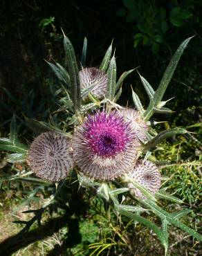 Fotografia 10 da espécie Cirsium eriophorum no Jardim Botânico UTAD