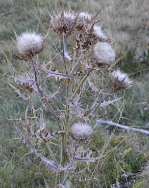 Fotografia 11 da espécie Cirsium eriophorum no Jardim Botânico UTAD