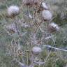 Fotografia 11 da espécie Cirsium eriophorum do Jardim Botânico UTAD