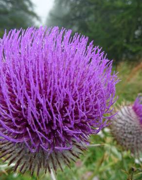 Fotografia 13 da espécie Cirsium eriophorum no Jardim Botânico UTAD