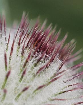 Fotografia 15 da espécie Cirsium eriophorum no Jardim Botânico UTAD