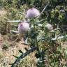 Fotografia 16 da espécie Cirsium eriophorum do Jardim Botânico UTAD