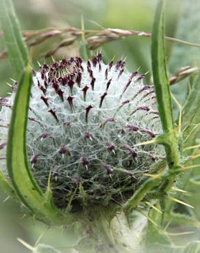 Fotografia 17 da espécie Cirsium eriophorum no Jardim Botânico UTAD