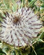 Fotografia da espécie Cirsium eriophorum