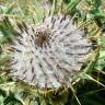 Fotografia 1 da espécie Cirsium eriophorum do Jardim Botânico UTAD