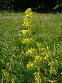 Fotografia da espécie Galium verum subesp. verum