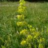 Fotografia 10 da espécie Galium verum subesp. verum do Jardim Botânico UTAD