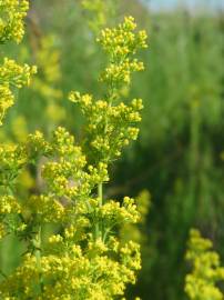 Fotografia da espécie Galium verum subesp. verum