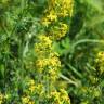 Fotografia 13 da espécie Galium verum subesp. verum do Jardim Botânico UTAD