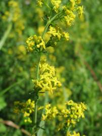 Fotografia da espécie Galium verum subesp. verum