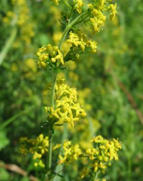 Fotografia 14 da espécie Galium verum subesp. verum no Jardim Botânico UTAD