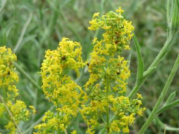 Fotografia da espécie Galium verum subesp. verum